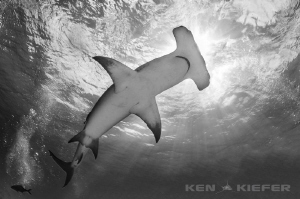 Hammerhead Shark curving overhead in Bimini by Ken Kiefer 